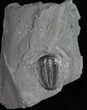 Nice Elrathia Trilobite - Utah #10454-1